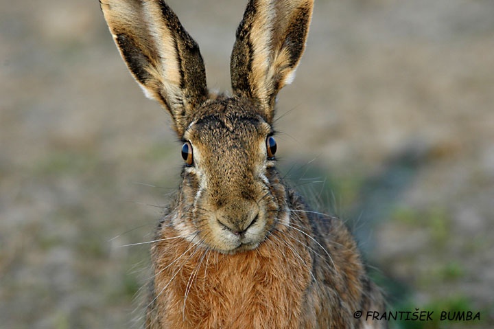 Zajíc polní (Lepus europaeus)