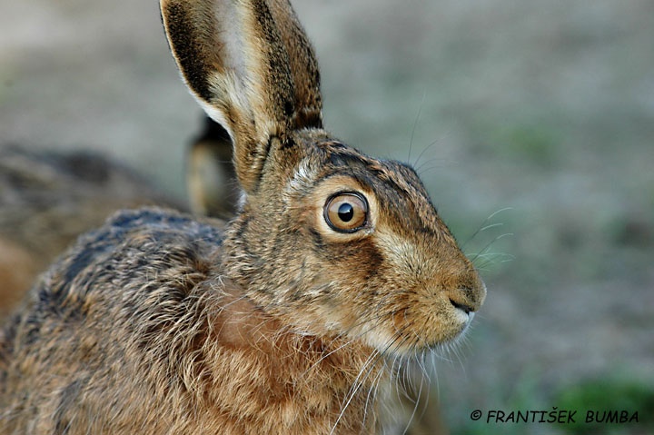 Zajíc polní (Lepus europaeus)