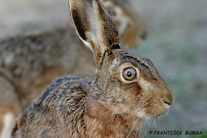 Zajíc polní (Lepus europaeus)