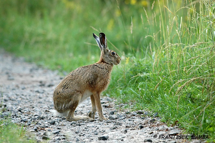 Zajíc polní (Lepus europaeus)