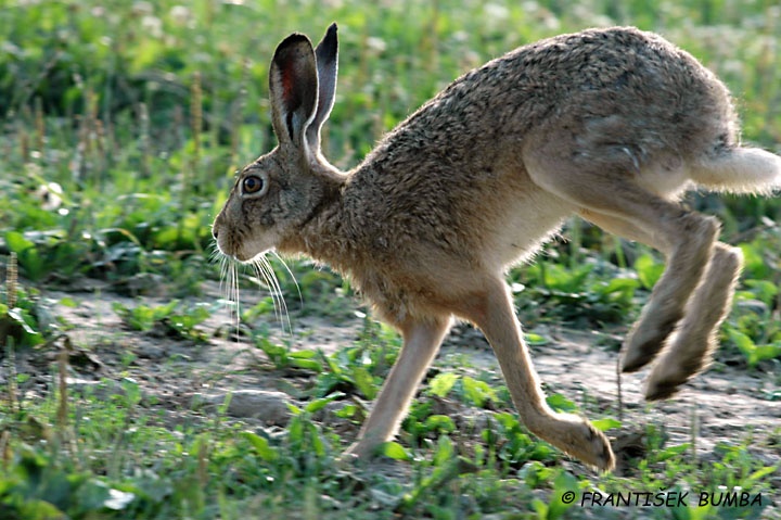 Zajíc polní (Lepus europaeus)