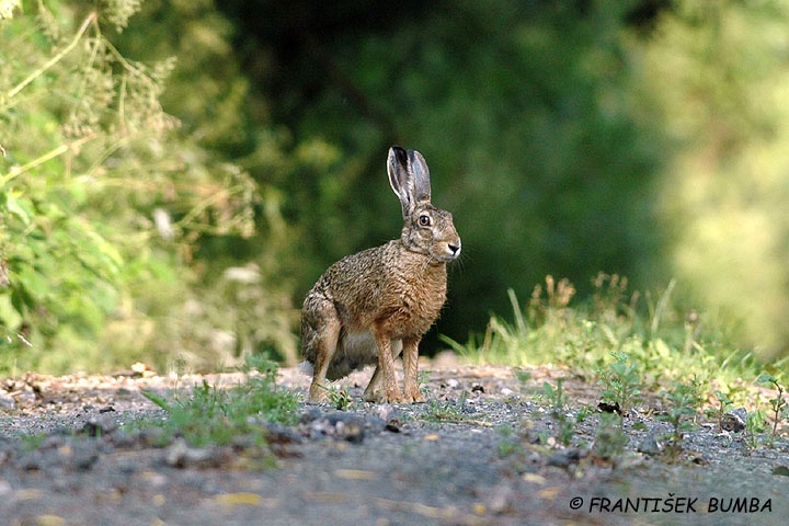 Zajíc polní (Lepus europaeus)