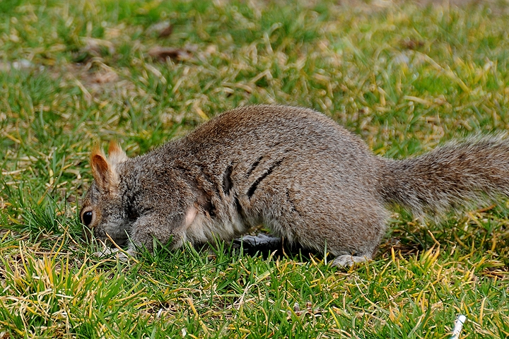 Veverka popelavá (Sciurus carolinensis)