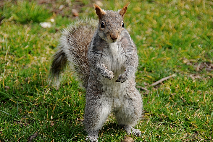 Veverka popelavá (Sciurus carolinensis)