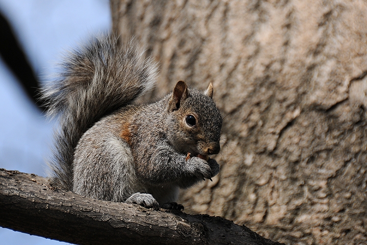 Veverka popelavá (Sciurus carolinensis)