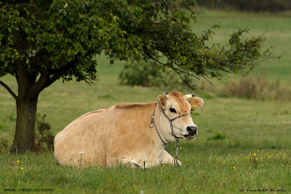 Tur domácí (Bos primigenius f. taurus) 