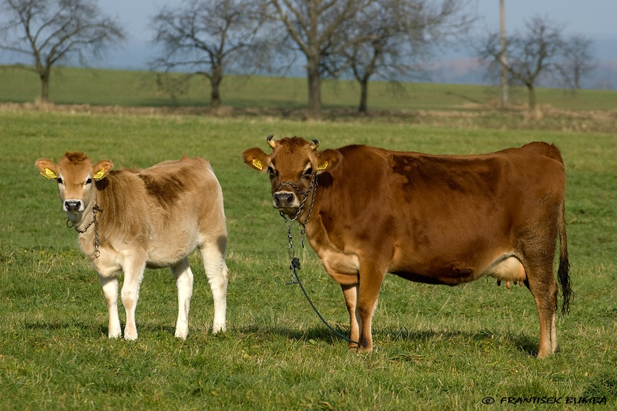 Tur domácí (Bos primigenius f. taurus) 