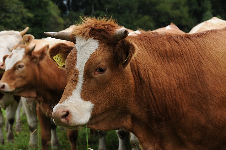 Tur domácí (Bos primigenius f. taurus) 