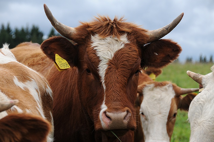 Tur domácí (Bos primigenius f. taurus) 