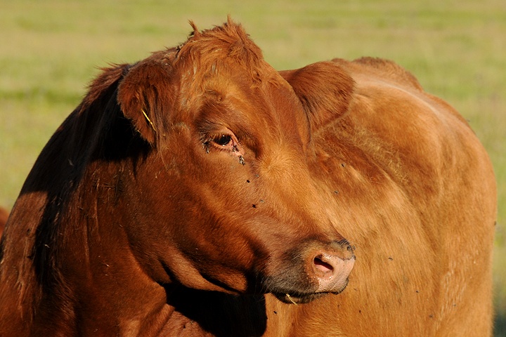 Tur domácí (Bos primigenius f. taurus) 