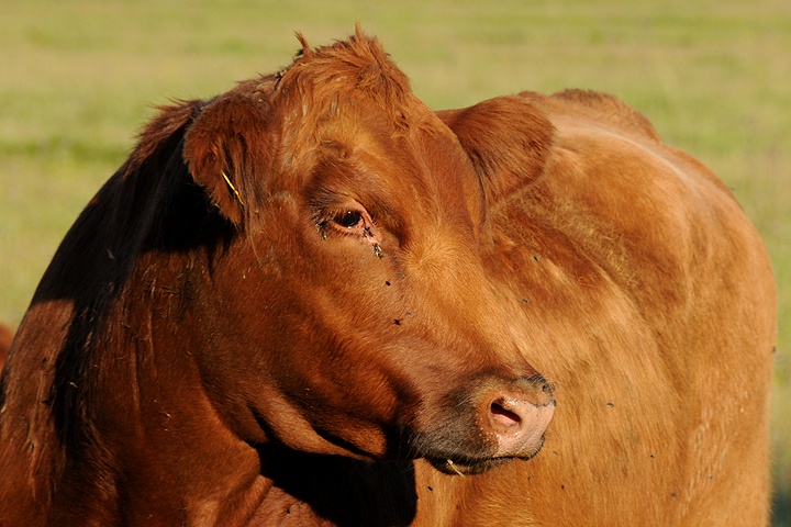 Tur domácí (Bos primigenius f. taurus) 