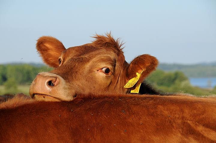 Tur domácí (Bos primigenius f. taurus) 