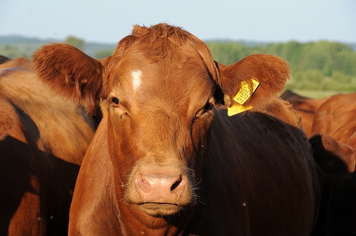 Tur domácí (Bos primigenius f. taurus) 