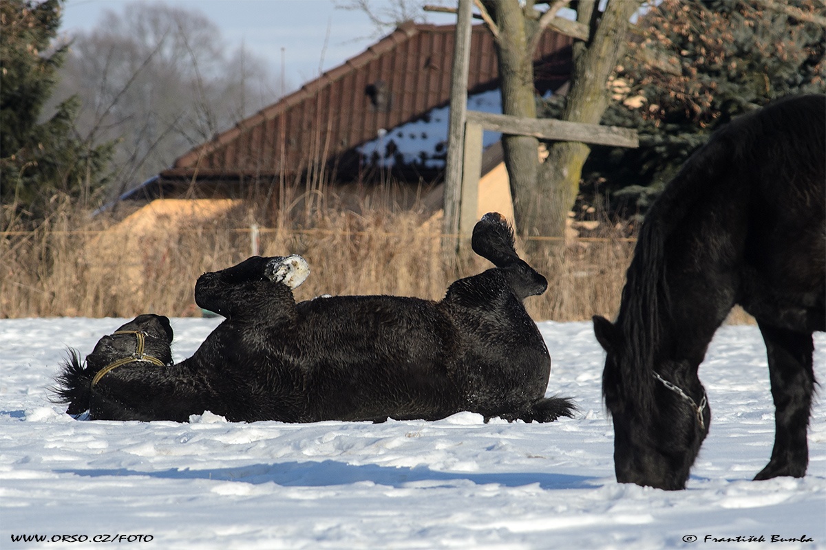 Kůň domácí (Equus caballus f. caballus) 