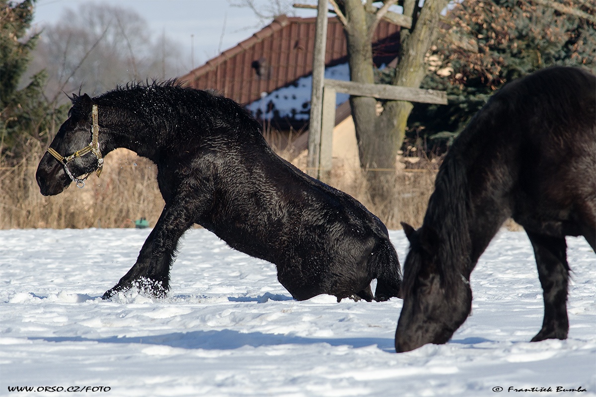 Kůň domácí (Equus caballus f. caballus) 