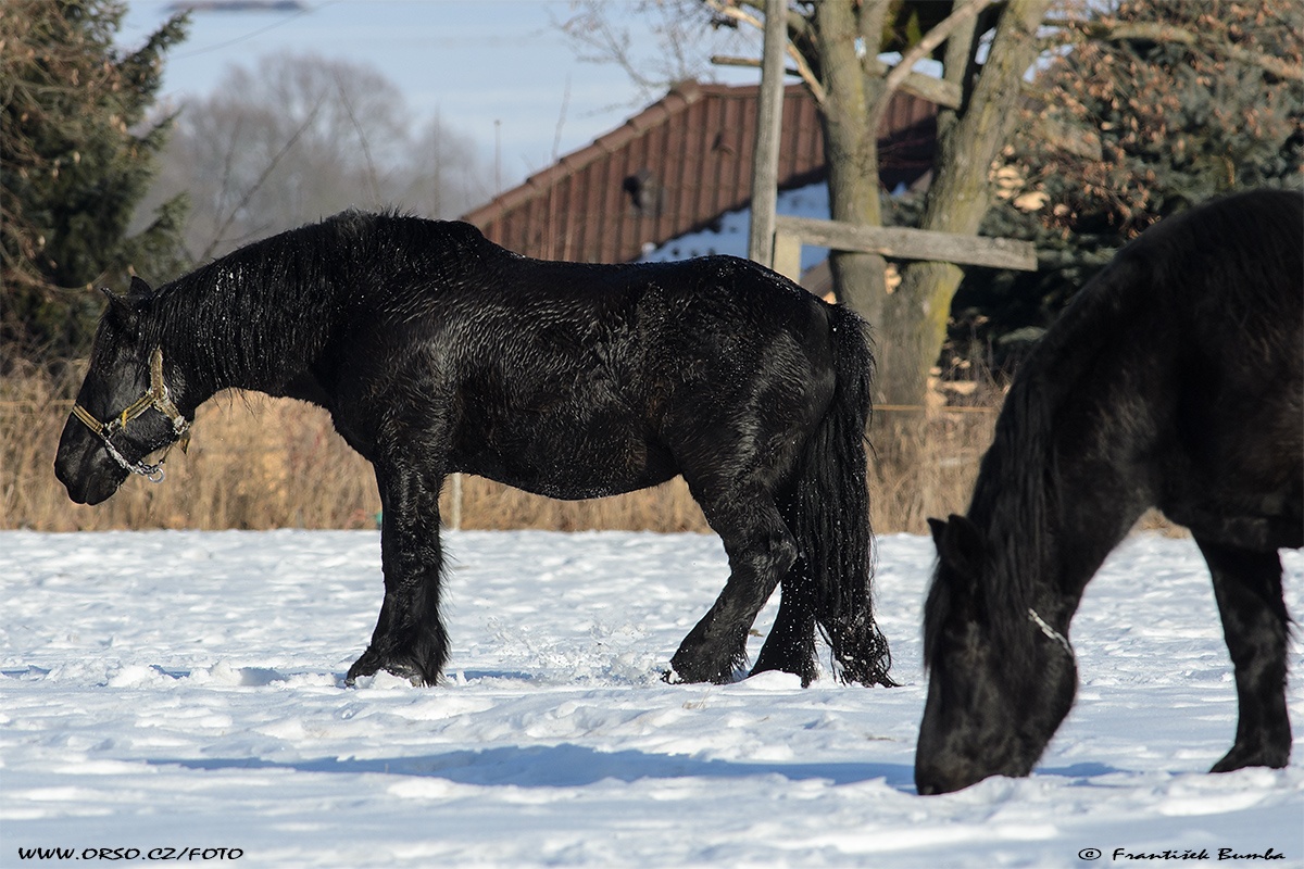 Kůň domácí (Equus caballus f. caballus) 