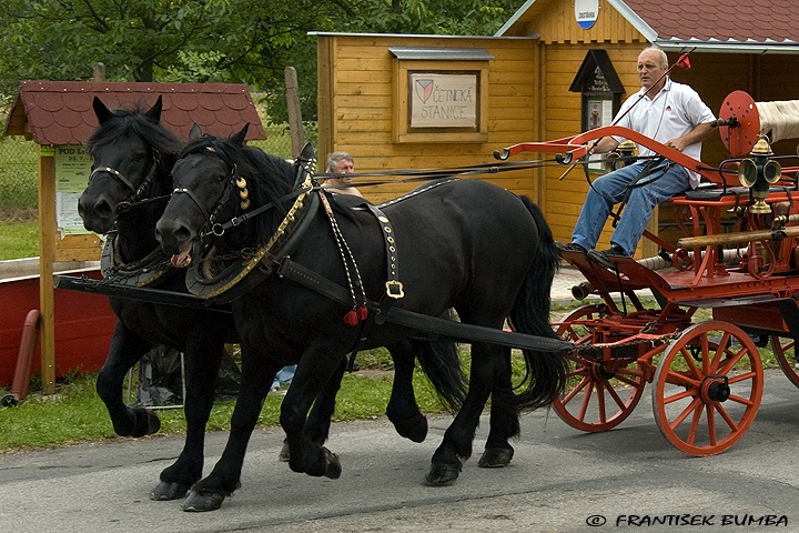 Kůň domácí (Equus caballus f. caballus) 