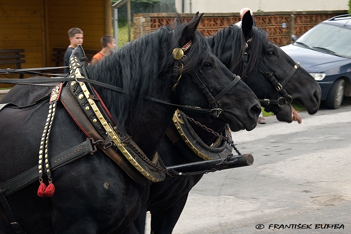 Kůň domácí (Equus caballus f. caballus) 