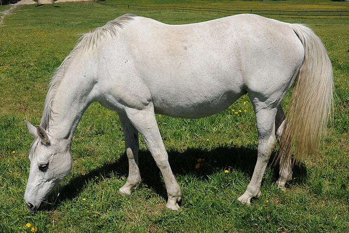 Kůň domácí (Equus caballus f. caballus) 