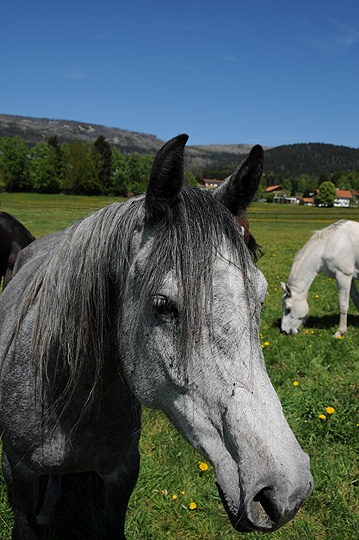 Kůň domácí (Equus caballus f. caballus) 