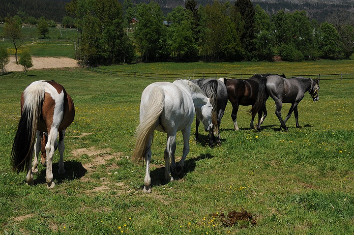 Kůň domácí (Equus caballus f. caballus) 