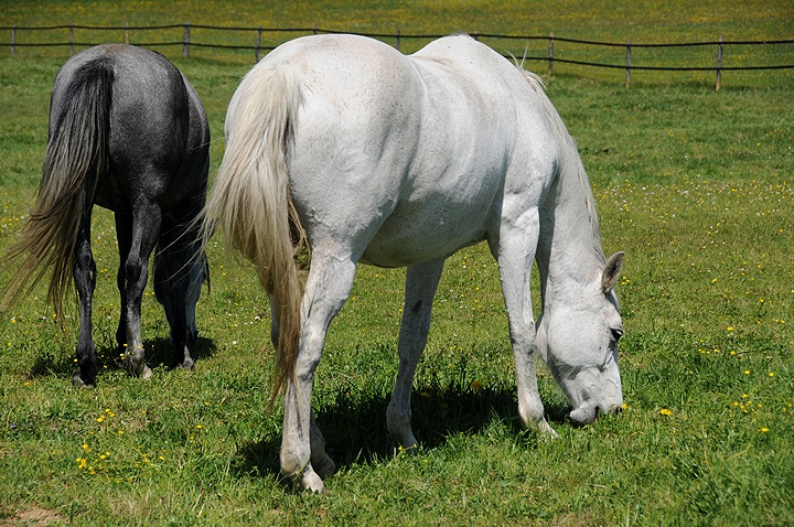 Kůň domácí (Equus caballus f. caballus) 