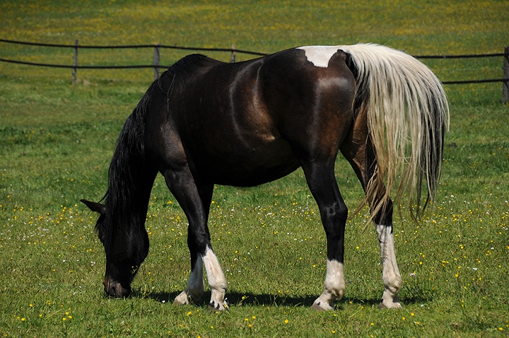 Kůň domácí (Equus caballus f. caballus) 