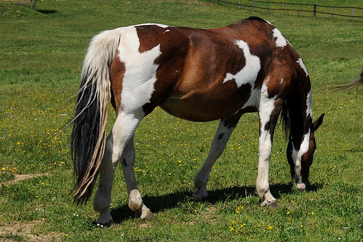 Kůň domácí (Equus caballus f. caballus) 