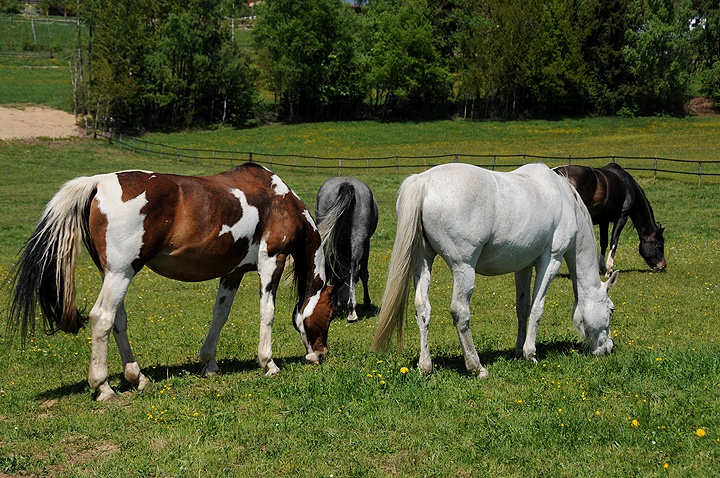 Kůň domácí (Equus caballus f. caballus) 