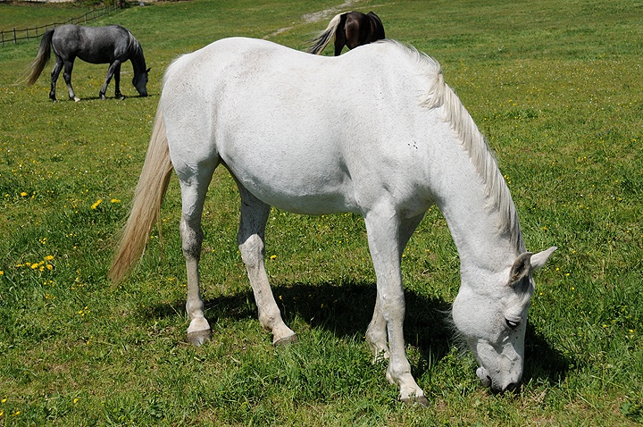 Kůň domácí (Equus caballus f. caballus) 