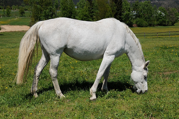 Kůň domácí (Equus caballus f. caballus) 