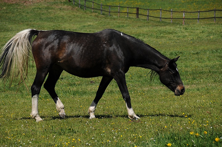 Kůň domácí (Equus caballus f. caballus) 