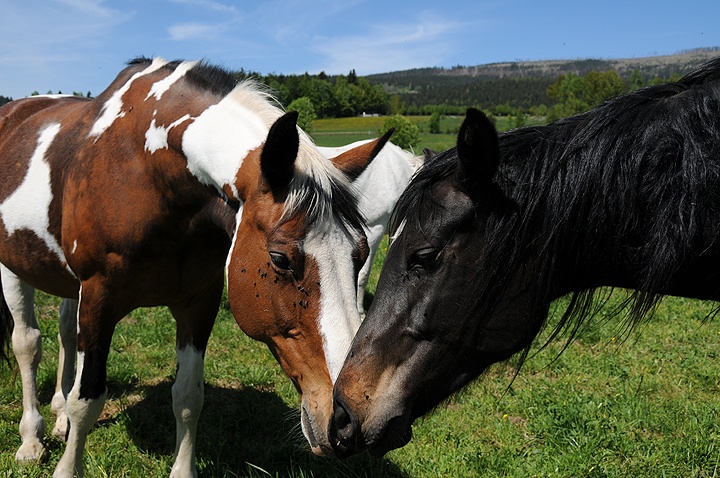 Kůň domácí (Equus caballus f. caballus) 