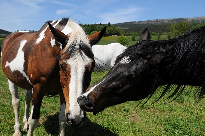 Kůň domácí (Equus caballus f. caballus) 