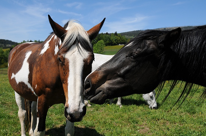 Kůň domácí (Equus caballus f. caballus) 