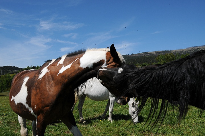 Kůň domácí (Equus caballus f. caballus) 