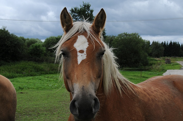 Kůň domácí (Equus caballus f. caballus) 
