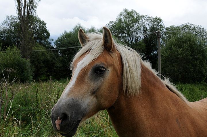 Kůň domácí (Equus caballus f. caballus) 