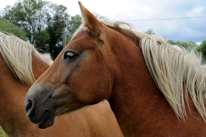 Kůň domácí (Equus caballus f. caballus) 