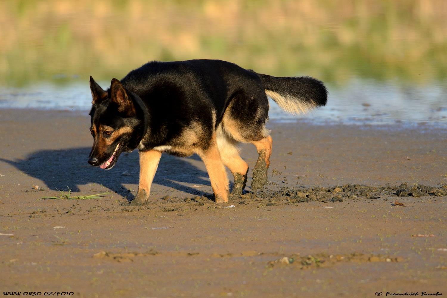 Pes domácí (Canis lupus familiaris)