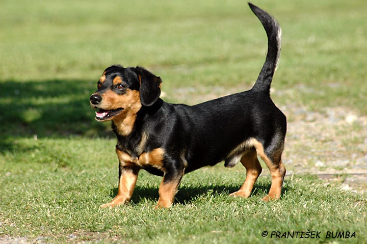 Pes domácí (Canis lupus familiaris)