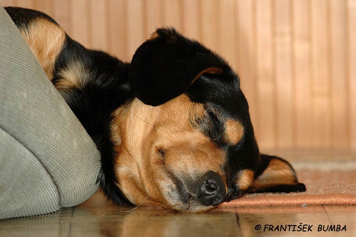 Pes domácí (Canis lupus familiaris)