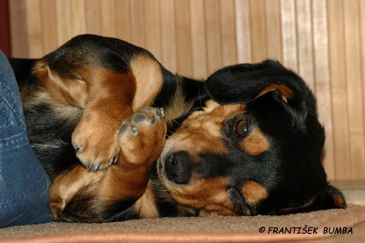 Pes domácí (Canis lupus familiaris)