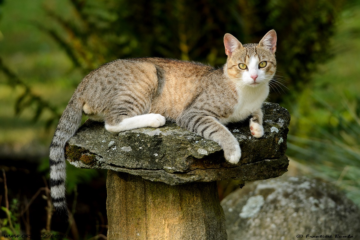    Kočka domácí (Felis silvestris f. catus)