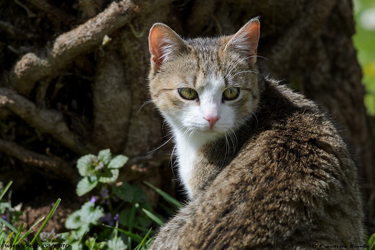    Kočka domácí (Felis silvestris f. catus)