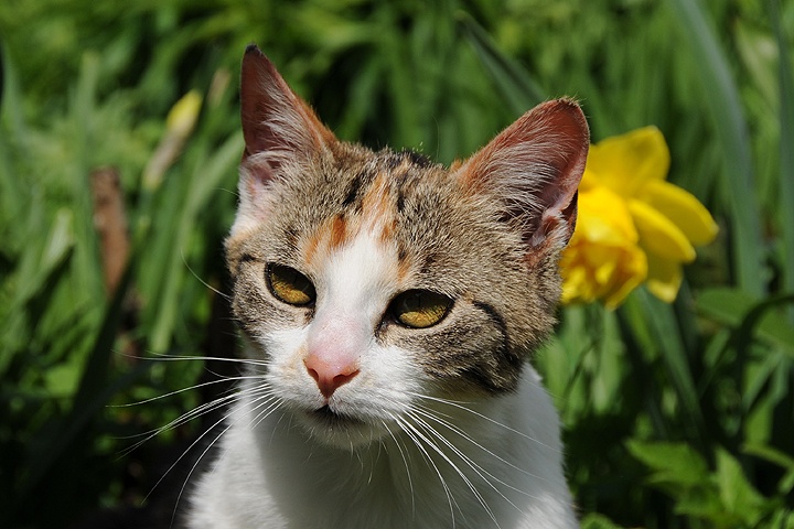    Kočka domácí (Felis silvestris f. catus)