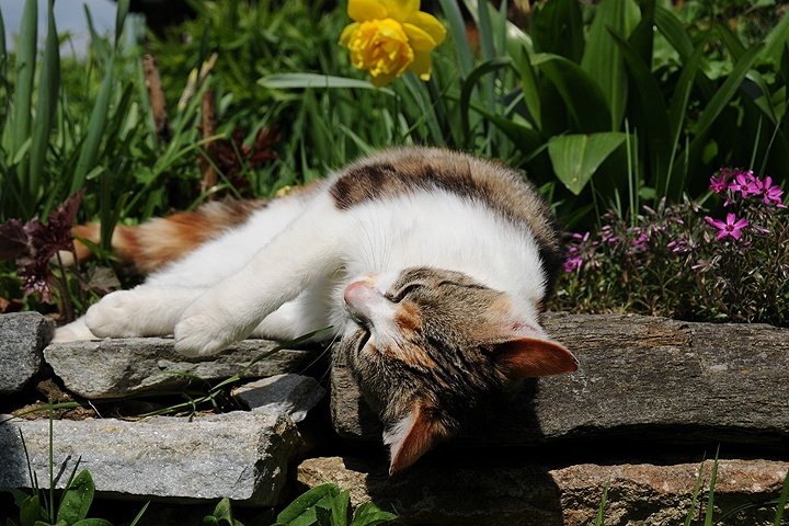    Kočka domácí (Felis silvestris f. catus)