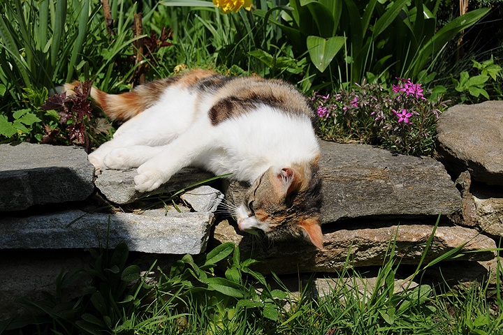    Kočka domácí (Felis silvestris f. catus)