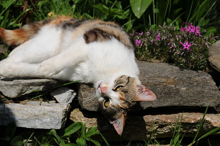    Kočka domácí (Felis silvestris f. catus)