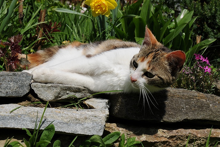    Kočka domácí (Felis silvestris f. catus)